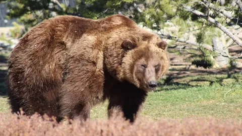 杜伯超高效表现，11投8中砍下16分15板，全为前场篮板贡献
